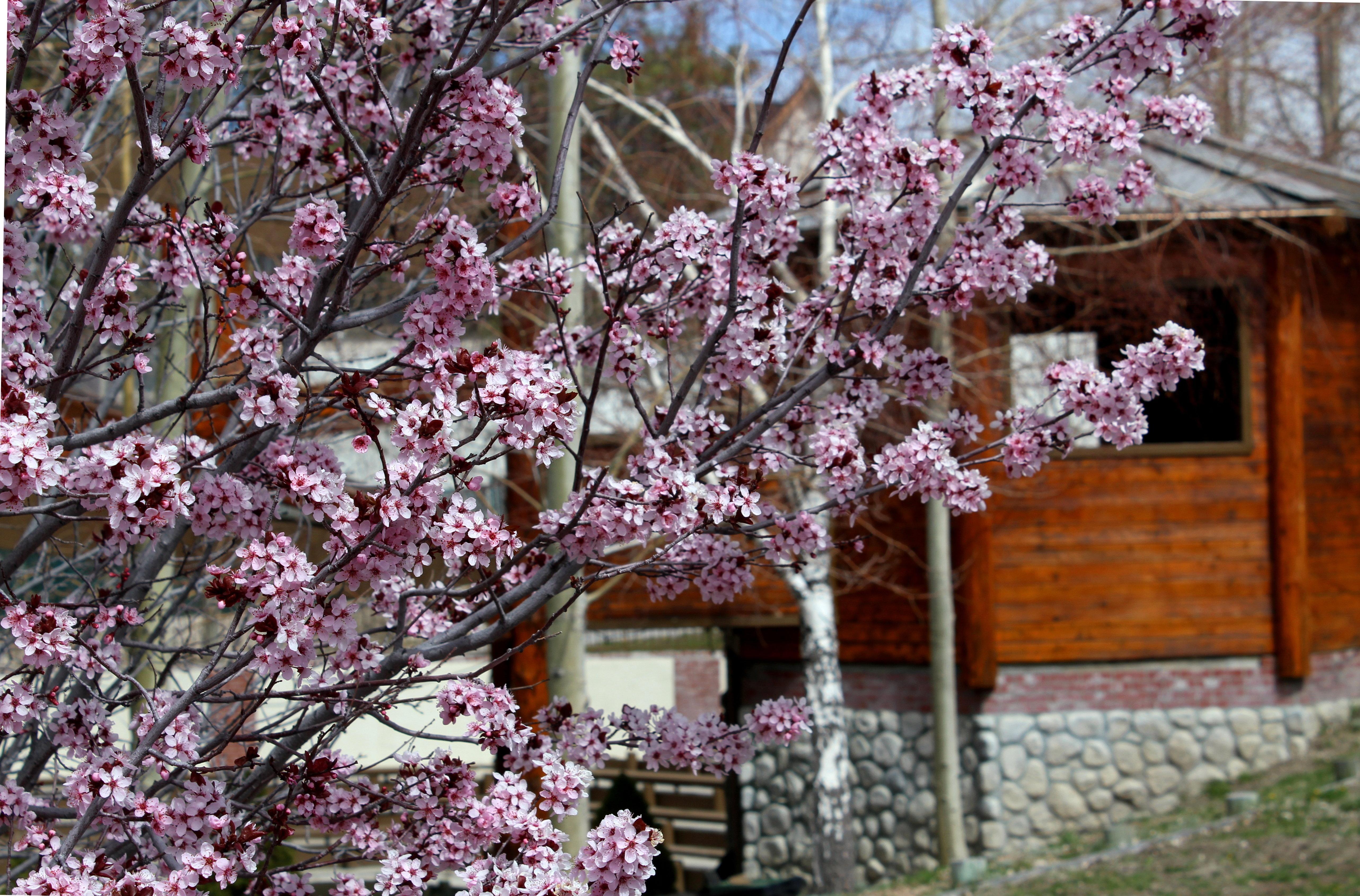 Holiday Inn Resort The Lodge At Big Bear Lake By Ihg Bagian luar foto