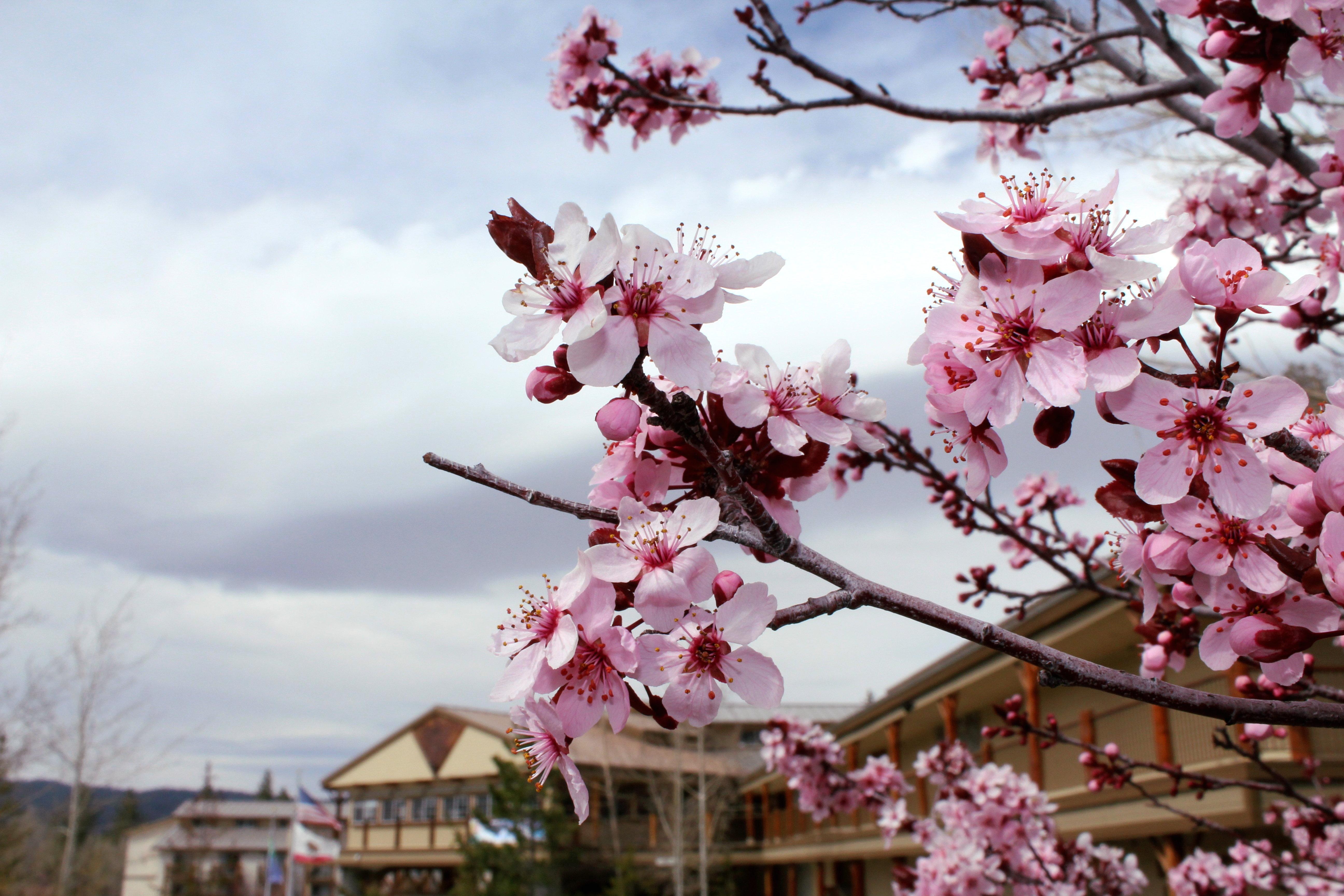 Holiday Inn Resort The Lodge At Big Bear Lake By Ihg Bagian luar foto