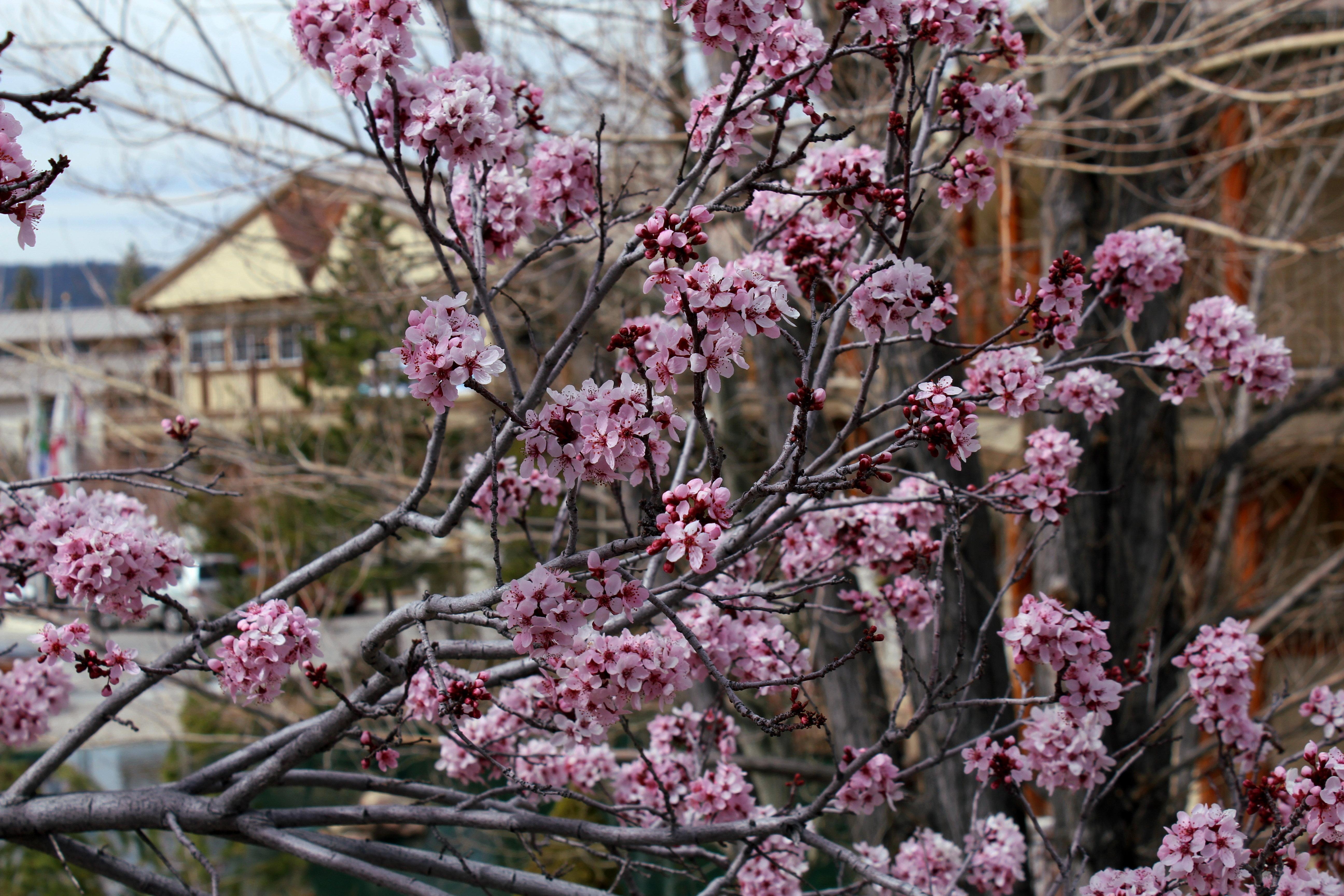 Holiday Inn Resort The Lodge At Big Bear Lake By Ihg Bagian luar foto
